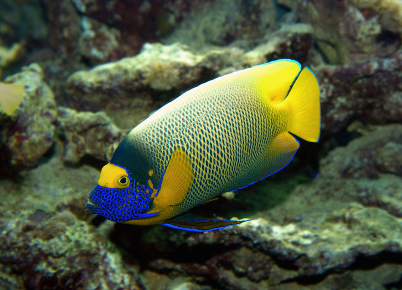 Pomacanthus xanthometopon (Pesce angelo dalla faccia blu)